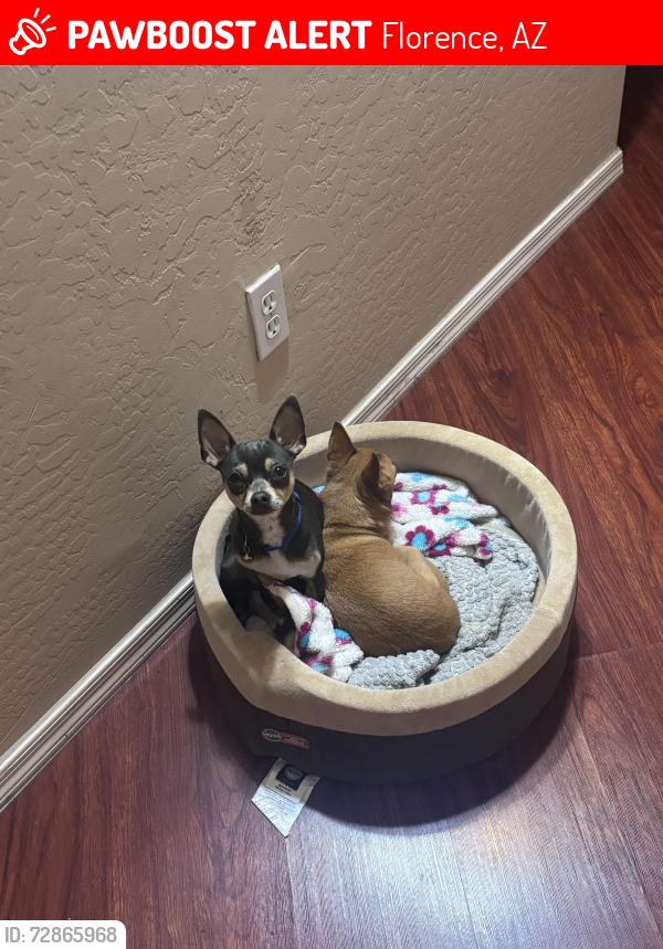 Lost Male Dog last seen E Pine Way, Florence, AZ 85132