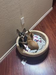 Lost Male Dog last seen E Pine Way, Florence, AZ 85132