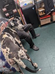 Found/Stray Male Dog last seen Garth Road at PepBoys, Baytown, TX 77521