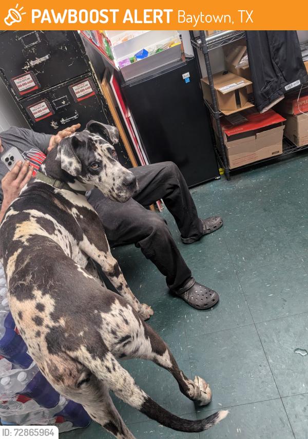 Found/Stray Male Dog last seen Garth Road at PepBoys, Baytown, TX 77521