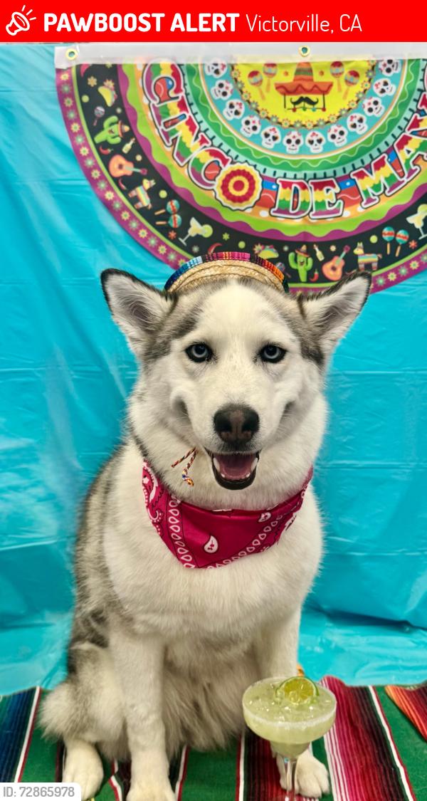 Lost Female Dog last seen VILLAGE AND MANNING ST , Victorville, CA 92394