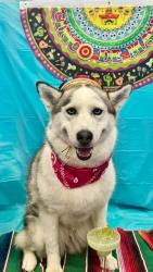 Lost Female Dog last seen VILLAGE AND MANNING ST , Victorville, CA 92394