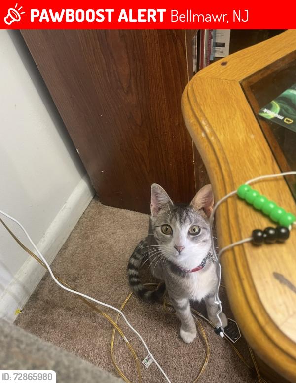 Lost Female Cat last seen Bellawr new jersey, Bellmawr, NJ 08031