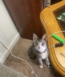 Lost Female Cat last seen Bellawr new jersey, Bellmawr, NJ 08031