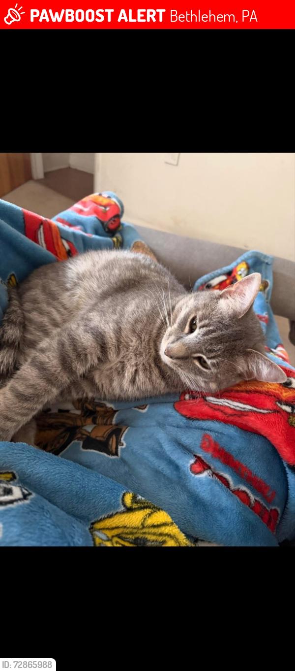 Lost Male Cat last seen Elmwood park, north circle, dellwood st, Bethlehem, PA 18018