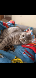 Lost Male Cat last seen Elmwood park, north circle, dellwood st, Bethlehem, PA 18018