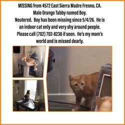 Lost Male Cat last seen Maple and Johnson, Fresno, CA 93726