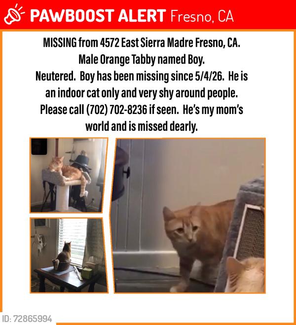 Lost Male Cat last seen Maple and Johnson, Fresno, CA 93726