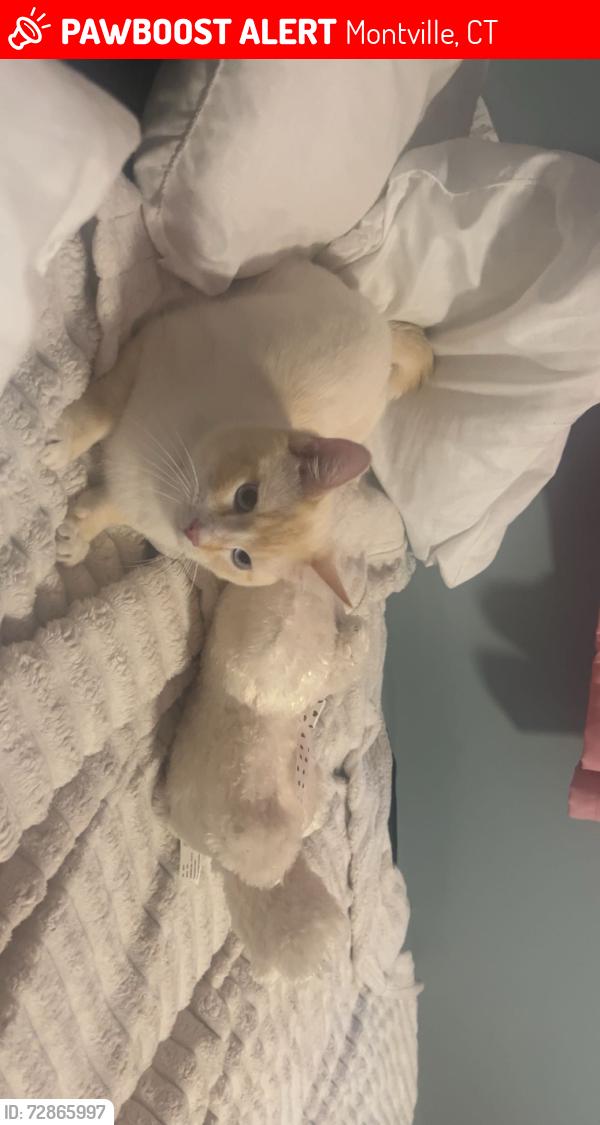 Lost Male Cat last seen Fitch hill road , Montville, CT 06382