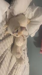 Lost Male Cat last seen Fitch hill road , Montville, CT 06382