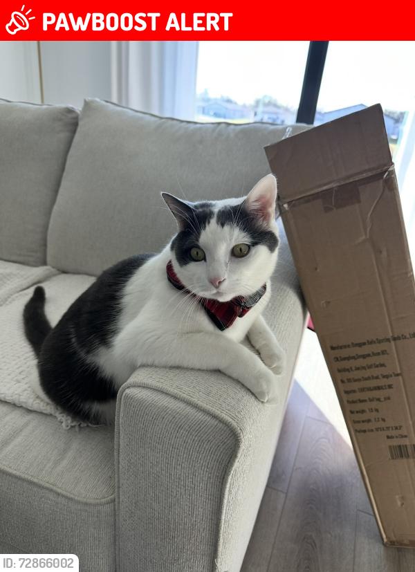 Lost Male Cat last seen 12th and 58th street , Palm River-Clair Mel, FL 33619