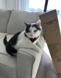 Lost Male Cat last seen 12th and 58th street , Palm River-Clair Mel, FL 33619