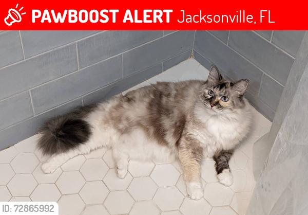 Lost Female Cat last seen Blue Eagle Way, Jacksonville, FL 32225, Jacksonville, FL 32225