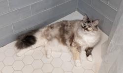 Lost Female Cat last seen Blue Eagle Way, Jacksonville, FL 32225, Jacksonville, FL 32225