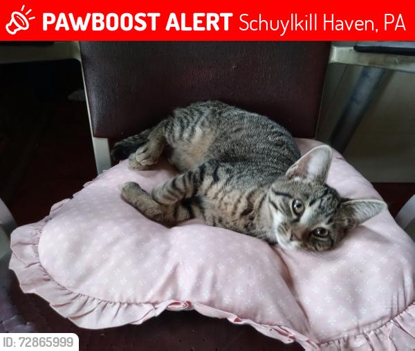 Lost Male Cat last seen Near Moon Hill Drive Schuyl Haven Pa 17972, Schuylkill Haven, PA 17972