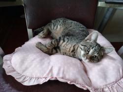 Lost Male Cat last seen Near Moon Hill Drive Schuyl Haven Pa 17972, Schuylkill Haven, PA 17972
