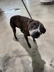 Shelter Stray Male Dog last seen Near BLOCK WASHINGTON AVE, Doral, FL 33122