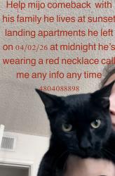 Lost Male Cat last seen Near n 67 ave apt 2045, Caldwell, ID 83605