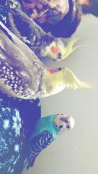 Lost Male Bird last seen , Owosso, MI 48867