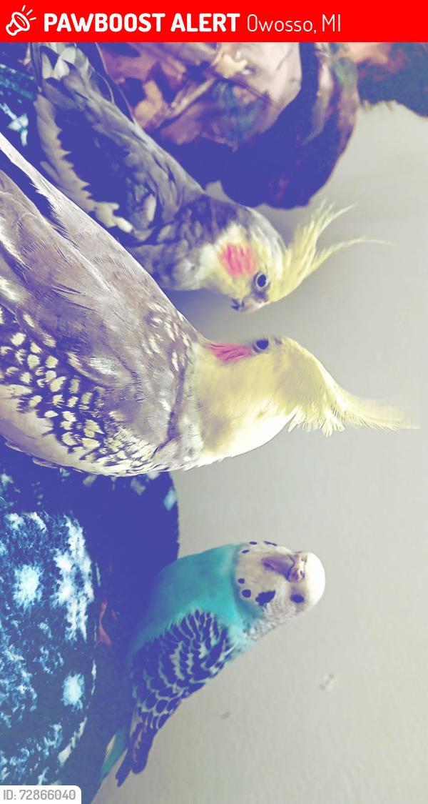 Lost Male Bird last seen , Owosso, MI 48867