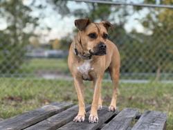 Lost Female Dog last seen Eldron, San Filippo, Babcock, Palm Bay, FL 32909