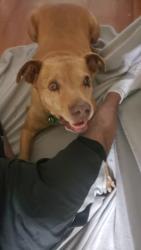 Lost Male Dog last seen Near West apts, Dallas, TX 75251