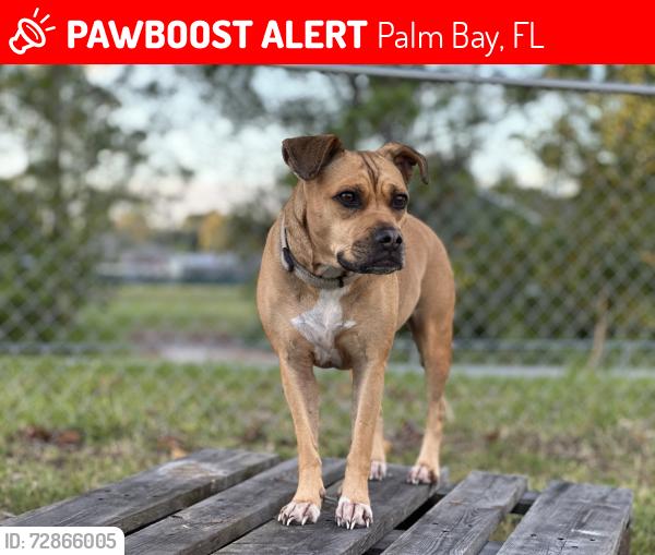 Lost Female Dog last seen Eldron, San Filippo, Babcock, Palm Bay, FL 32909