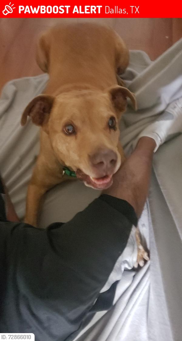 Lost Male Dog last seen Near West apts, Dallas, TX 75251