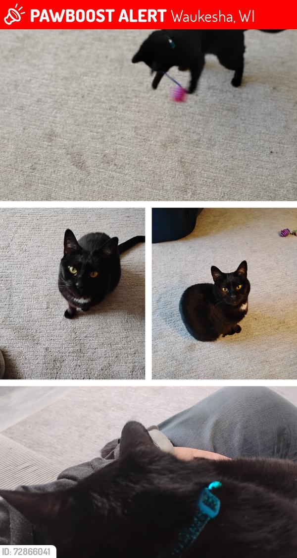 Lost Female Cat last seen Near Jackson Court apt1 , Waukesha, WI 53186