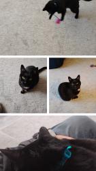 Lost Female Cat last seen Near Jackson Court apt1 , Waukesha, WI 53186