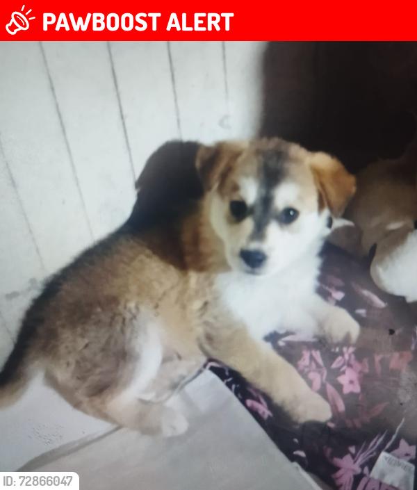 Lost Male Dog last seen Calle Niños Héroes y calle Benito Juárez , Santa María Tetitla, Méx. 