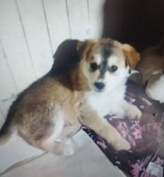 Lost Male Dog last seen Calle Niños Héroes y calle Benito Juárez , Santa María Tetitla, Méx. 