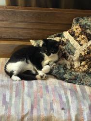 Lost Male Cat last seen Morse Rd, Columbus, OH 43224
