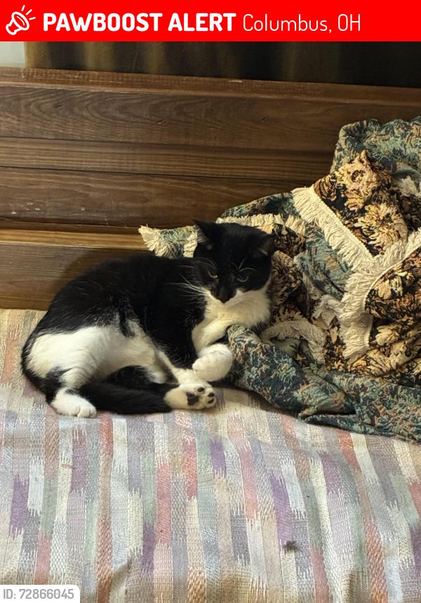 Lost Male Cat last seen Morse Rd, Columbus, OH 43224
