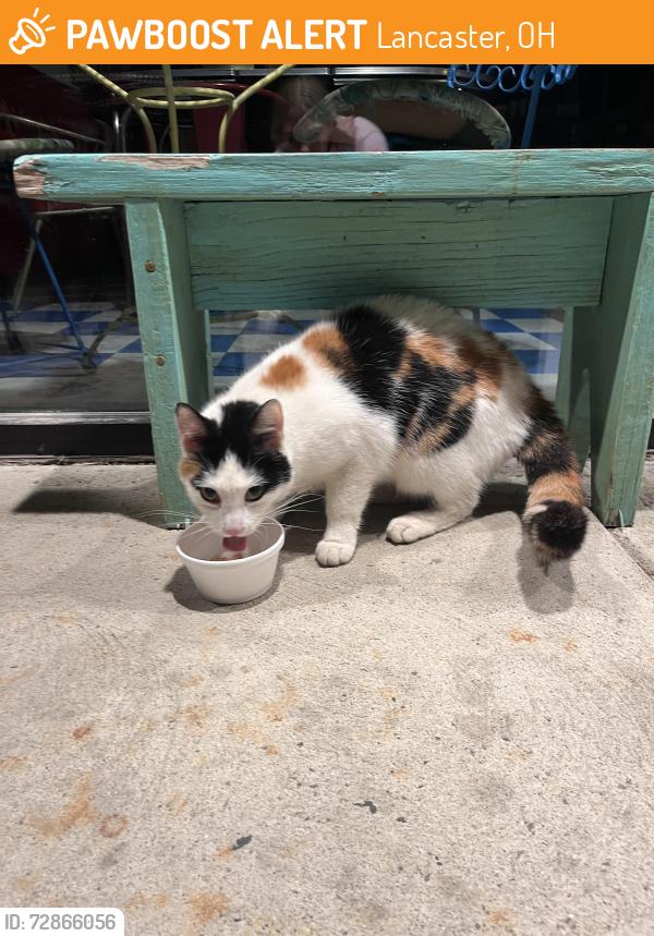 Found/Stray Female Cat last seen Nancy Scoops , Lancaster, OH 43130