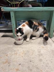Found/Stray Female Cat last seen Nancy Scoops , Lancaster, OH 43130