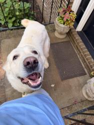 Found/Stray Unknown Dog last seen Westhampton, Knoxville, TN 37923