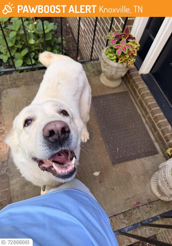 Found/Stray Unknown Dog last seen Westhampton, Knoxville, TN 37923
