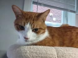 Lost Male Cat last seen Weatherup crescent area, Barrie, ON L4N