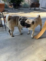 Found/Stray Male Dog last seen Browning Ave near Fox Run Park, Clovis, CA 93611