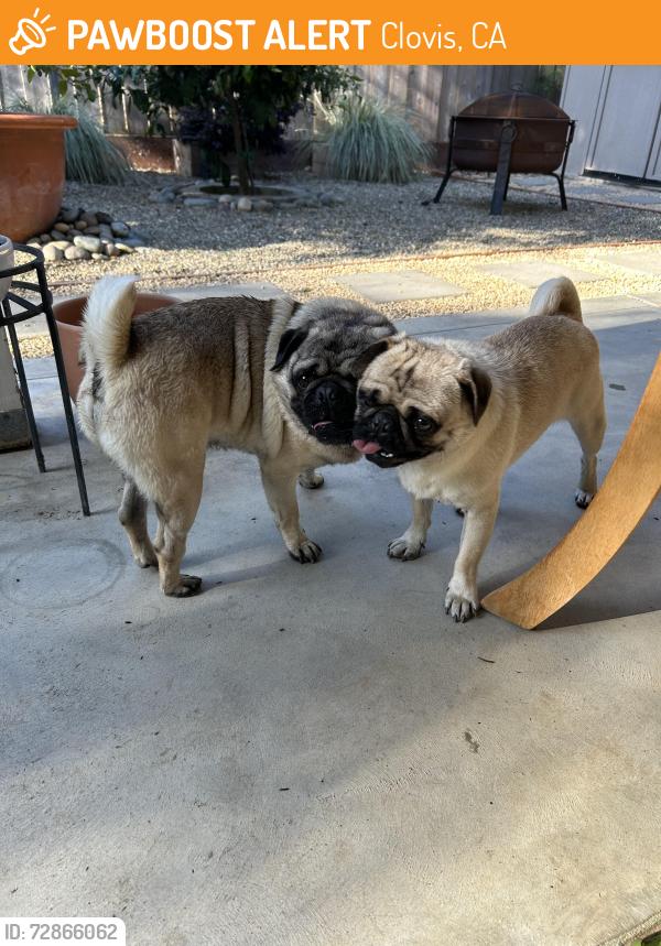 Found/Stray Male Dog last seen Browning Ave near Fox Run Park, Clovis, CA 93611