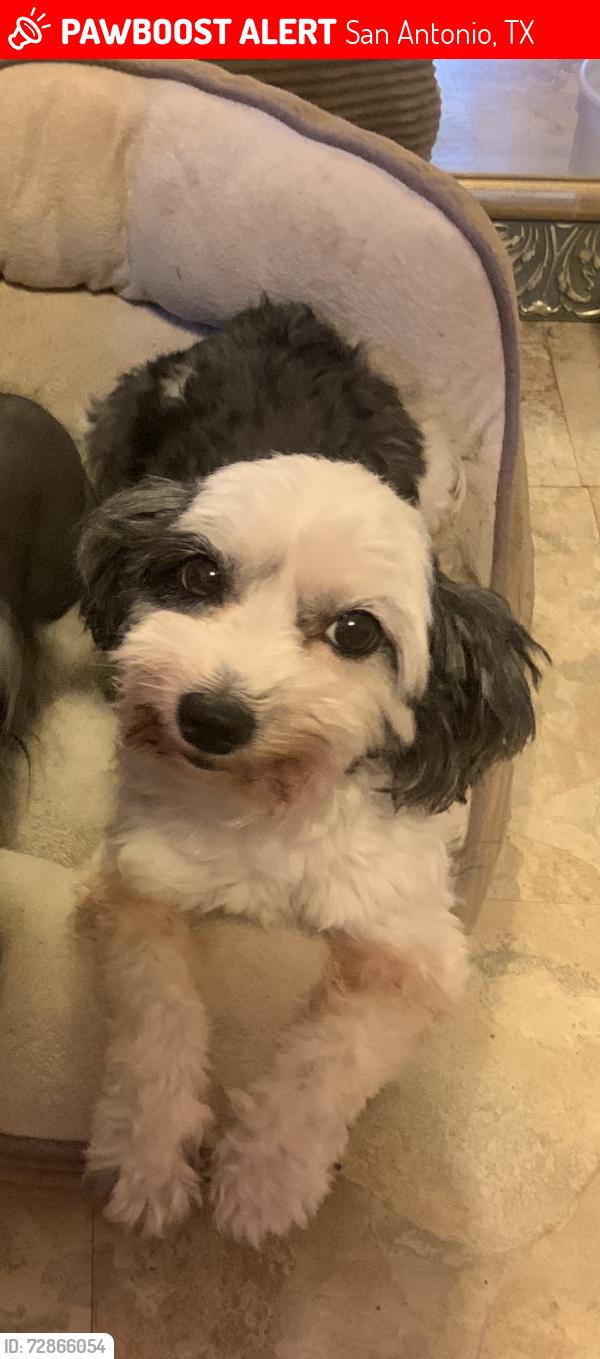 Lost Female Dog last seen Mira Vista Ranch apmts by Culebra and Callaghan, San Antonio, TX 78228