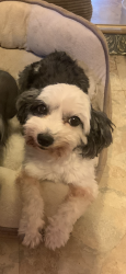 Lost Female Dog last seen Mira Vista Ranch apmts by Culebra and Callaghan, San Antonio, TX 78228