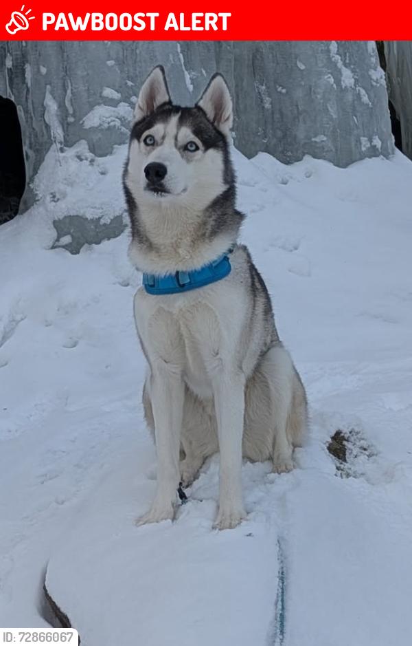 Lost Female Dog last seen Millbrook rd, Livingston Manor, NY 12758