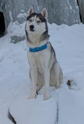 Lost Female Dog last seen Millbrook rd, Livingston Manor, NY 12758