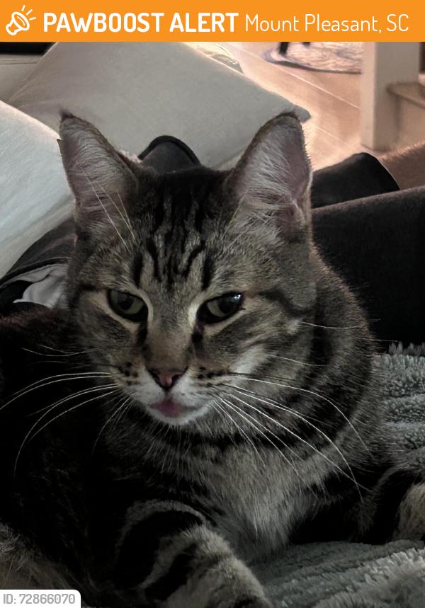 Found/Stray Male Cat last seen Charleston National , Mount Pleasant, SC 29466