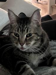 Found/Stray Male Cat last seen Charleston National , Mount Pleasant, SC 29466