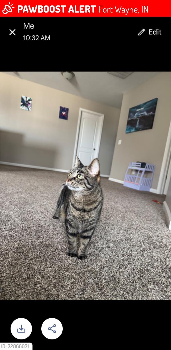 Lost Female Cat last seen Near synch ct , Fort Wayne, IN 46814
