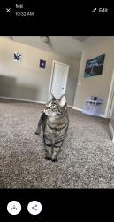 Lost Female Cat last seen Near synch ct , Fort Wayne, IN 46814