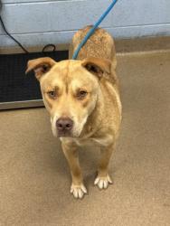 Shelter Stray Male Dog last seen Near Creekwood Ter, Decatur, GA 30030, 30030, GA, Atlanta, GA 30341